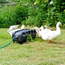 Automatic Duck & Chicken Drinker. 16 Litre. 