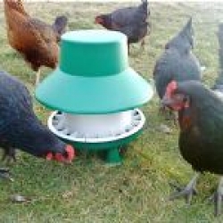 Outdoor Poultry Feeder. 6kg Blenheim. (Box of 10). 