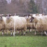 Electric Sheep Fencing
