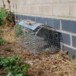 Rat / Mice Cage Trap – Sherwood Pesticide Trading