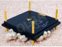 Chick Brooders - Heat Plates - Electric Hens For Sale on Special Offer