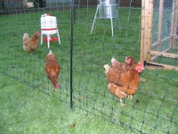 Electric Poultry Fencing - Electric Poultry Netting For Sale In Ireland.